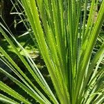 Dasylirion texanum Leaf