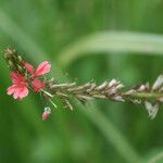 Indigofera hirsuta Λουλούδι