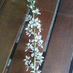 Lysimachia ephemerum Feuille