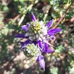 Dalea boliviana Floare