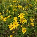 Coreopsis tripteris Квітка