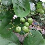 Cordia dentata Fruto