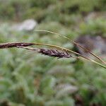 Carex haematostoma Plod