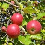 Malus domestica Fruit