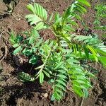 Indigofera arrecta Folha