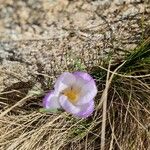 Crocus carpetanus Blüte