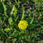 Oenothera triloba Συνήθη χαρακτηριστικά