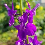 Delphinium orientale Fleur