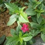 Ruellia elegans Fuelha