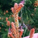 Pinus halepensisBlomst