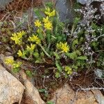 Sedum urvillei Habit