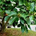 Magnolia kobus Celota