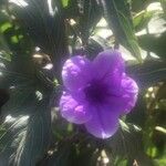 Ruellia simplex Flors