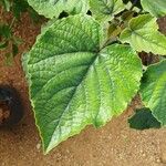 Clerodendrum speciosissimum 叶