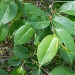 Prunus serotina 葉