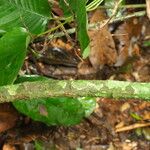 Pycnobotrya nitida Φλοιός