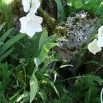 Campanula persicifolia Habitus