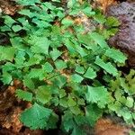 Adiantum raddianum Leaf