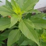 Helianthus tuberosus Leaf