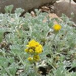 Artemisia umbelliformis Habitat