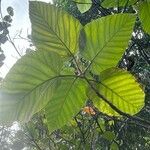 Coussapoa villosa Leaf