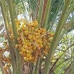 Butia capitata Fruit