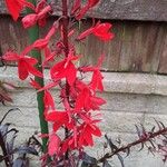 Lobelia cardinalis Flower