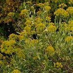 Bupleurum fruticosum Folha