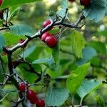 Crataegus macracantha Habitus