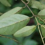 Combretum celastroides Blatt