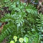 Cyrtomium falcatum 葉