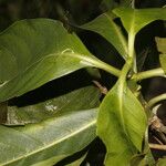 Morinda panamensis Blatt