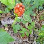 Arum italicumFruit