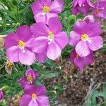 Sabatia campestris Flower