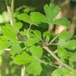 Crataegus marshallii Leaf