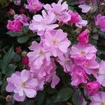 Rosa multiflora Květ
