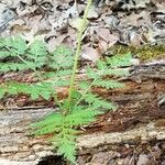 Botrychium virginianum Leaf