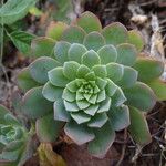 Aeonium diplocyclum Kwiat