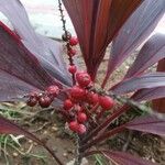 Cordyline fruticosaFrucht