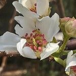 Pyrus pyrifolia Blomma