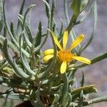 Hertia maroccana Flower
