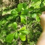 Crataegus punctata Leaf