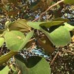 Piliostigma thonningii Fruit