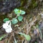 Stachys corsica Foglia