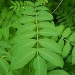 Sorbaria kirilowii পাতা