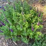 Teucrium hircanicum Habitus