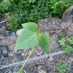 Psophocarpus tetragonolobus Leaf