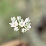 Triteleia hyacinthina Flor