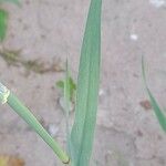 Phalaris minor Feuille