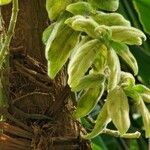 Mucuna pruriens फूल